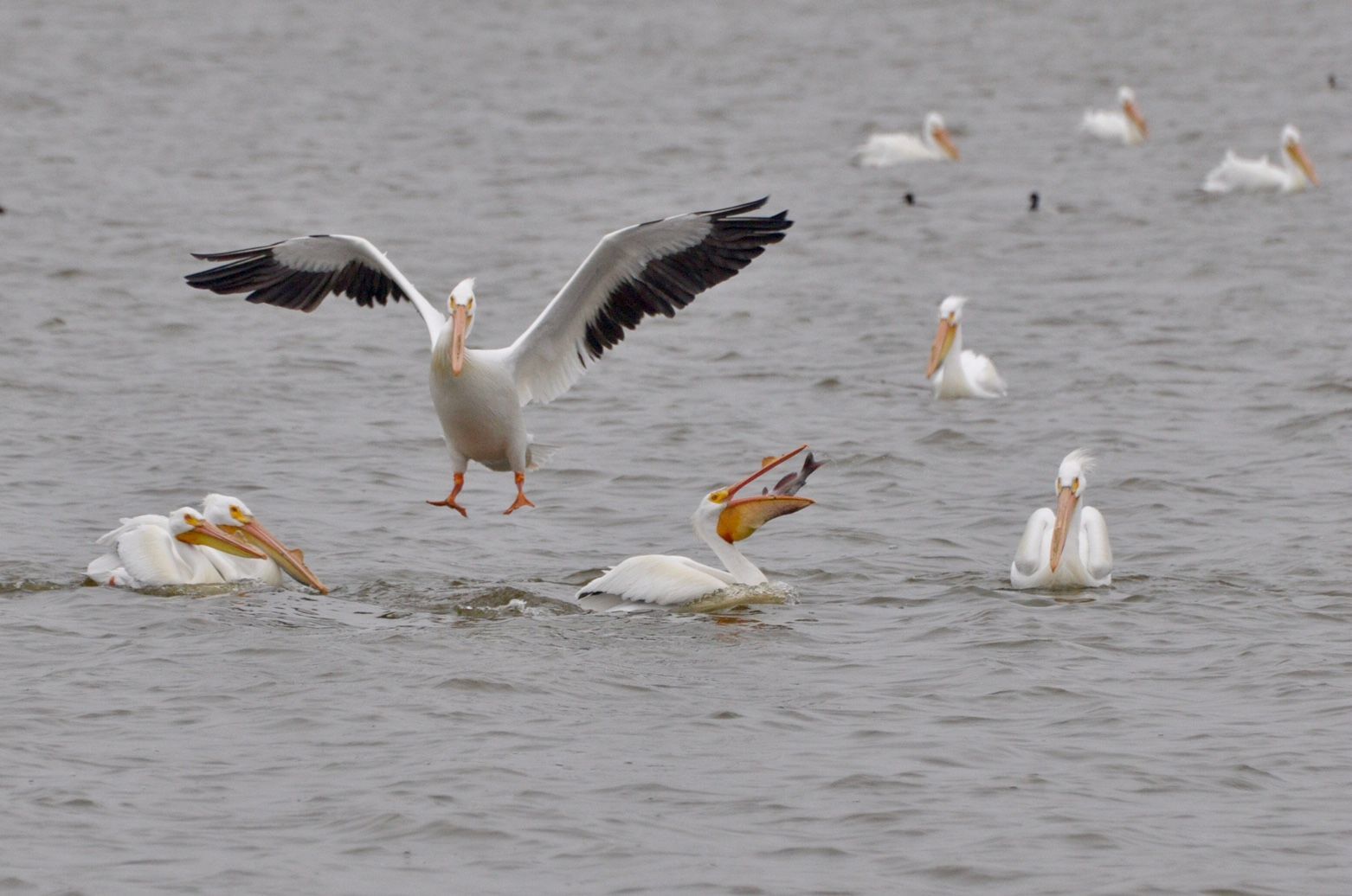 Pelicans